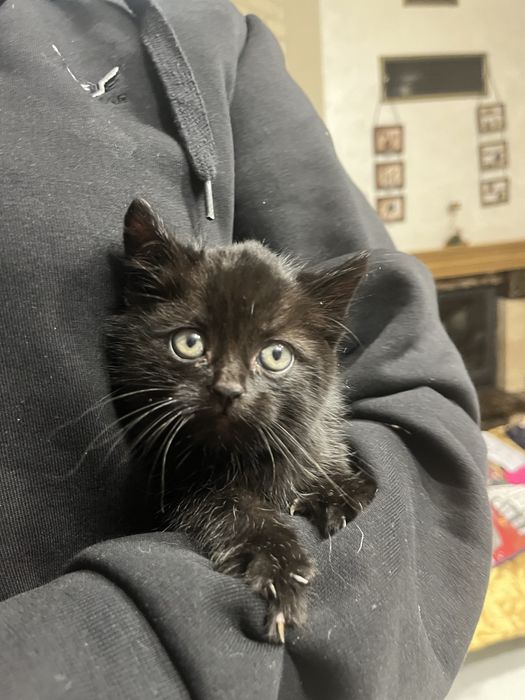 Шукаємо люблячих господарів для кошенят