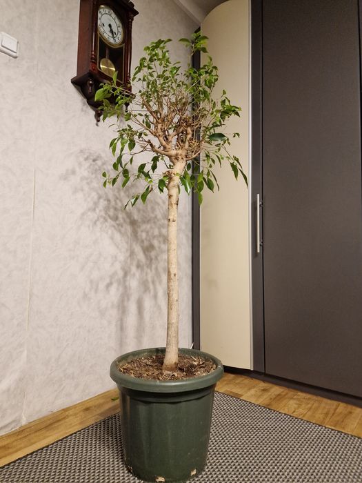 Ficus nitida fikus w doniczce 150cm
