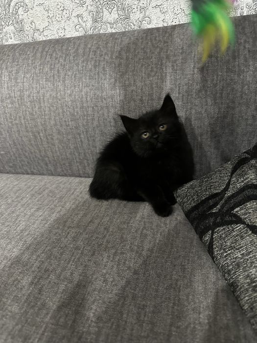 Скотіш страйт,Шотладська прямовуха