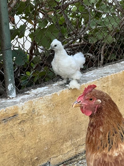 Galinha e Pintainhos