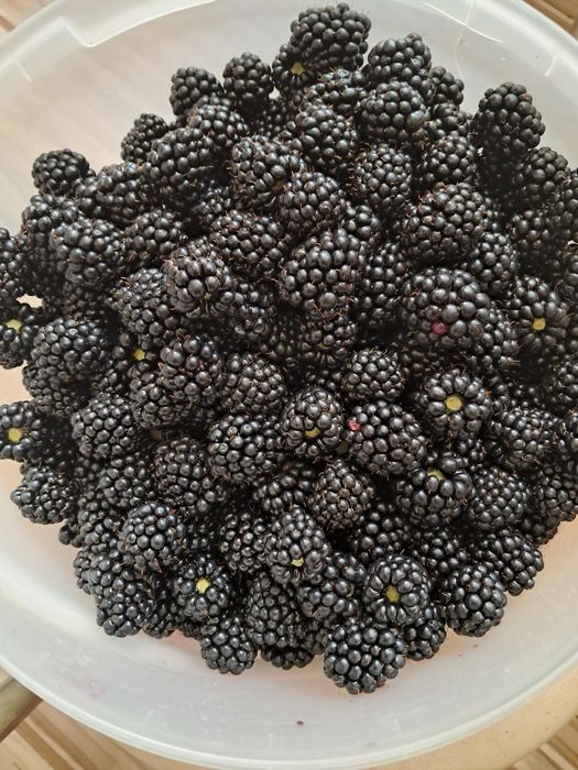 Продам саджанці ожини