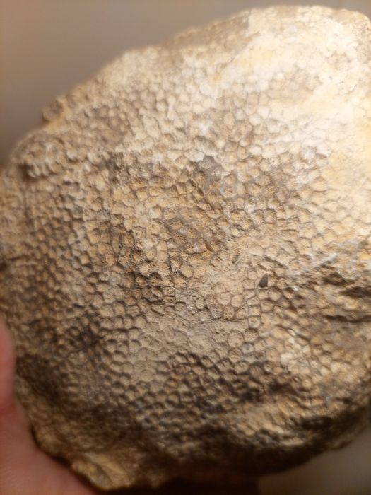 Fóssil coral colonial