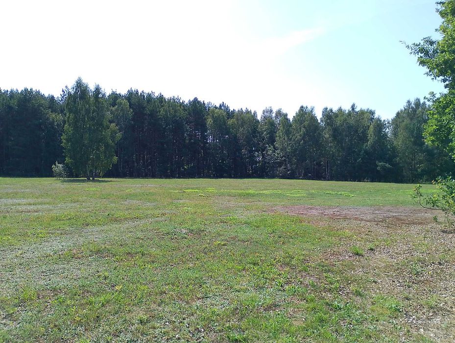 Działki budowlane po 1200 m2 z warunkami zabudowy.