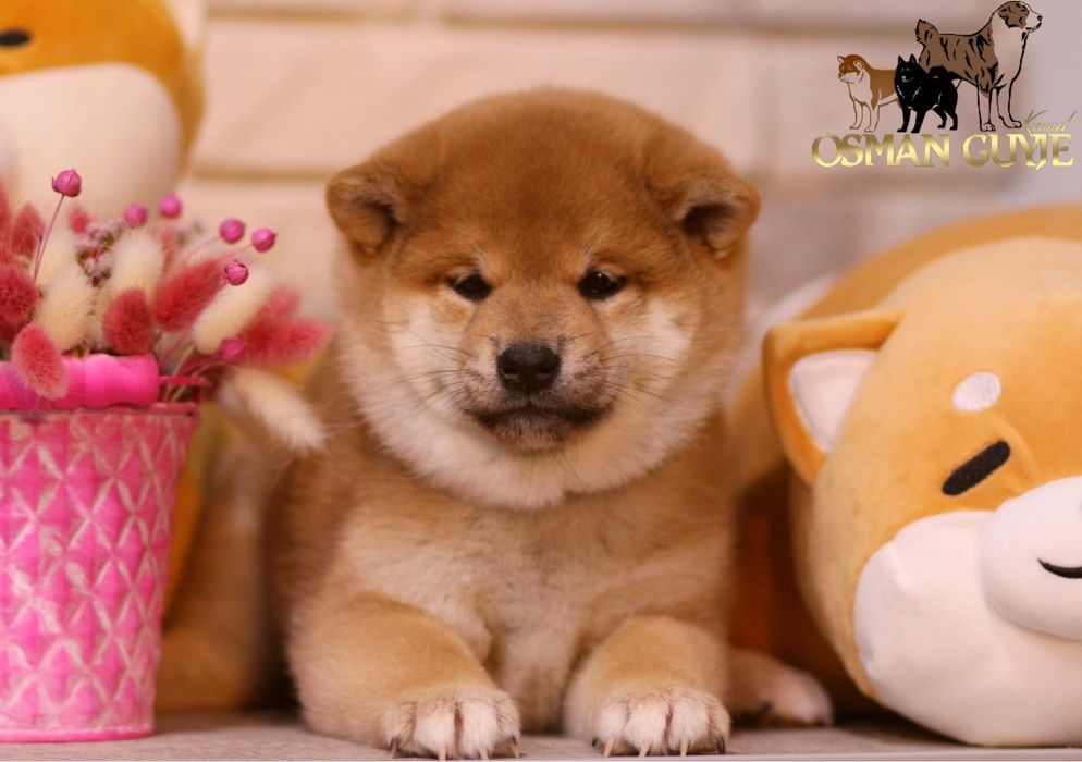 SHIBA Сиба (Шиба) Ину питомник OSMAN GUYJE