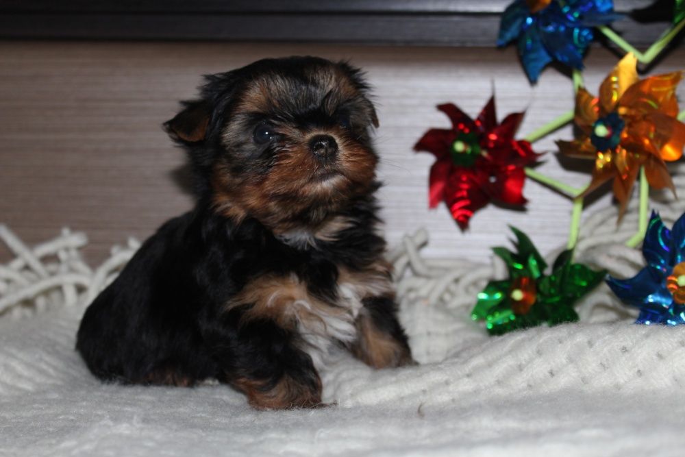 Милые щеночки Йорка