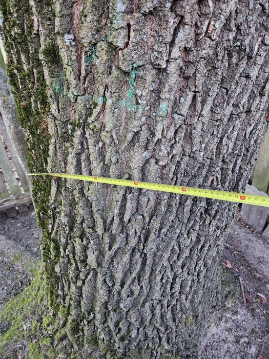 sprzedam drzewo dąb dla stolarza