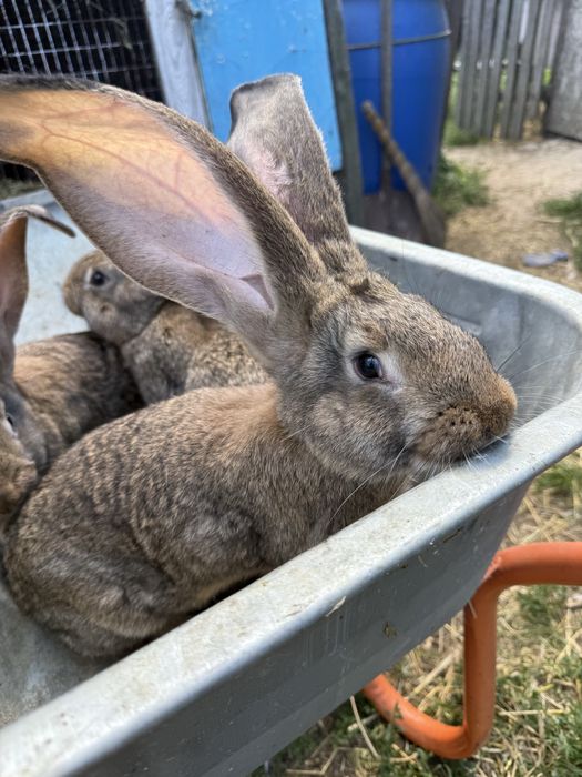 Продам Бельгійський Велетень