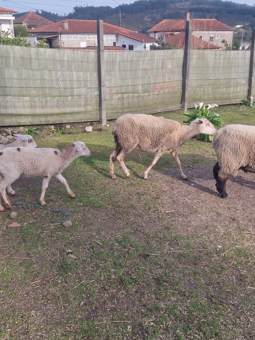 Vendo Ovelha /borrega