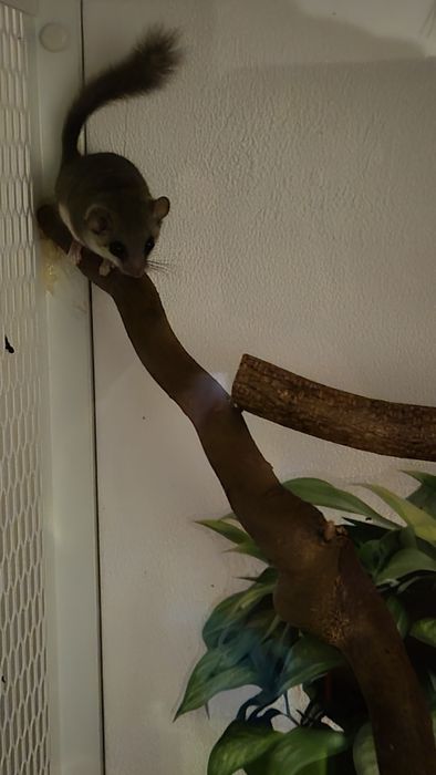 Popielice afrykańskie