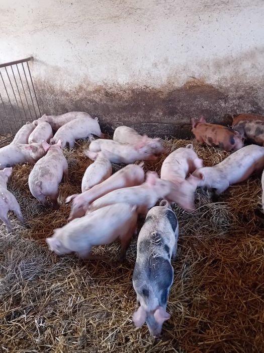 Sprzedam prosięta/prosiaki