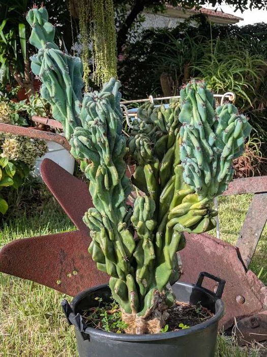 Cato Azul  Cereus Monstrosus 80x50cm