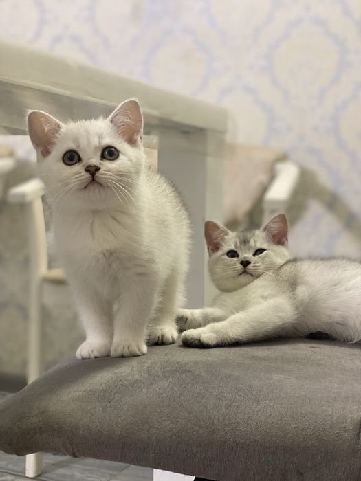 Серебристая шиншилла