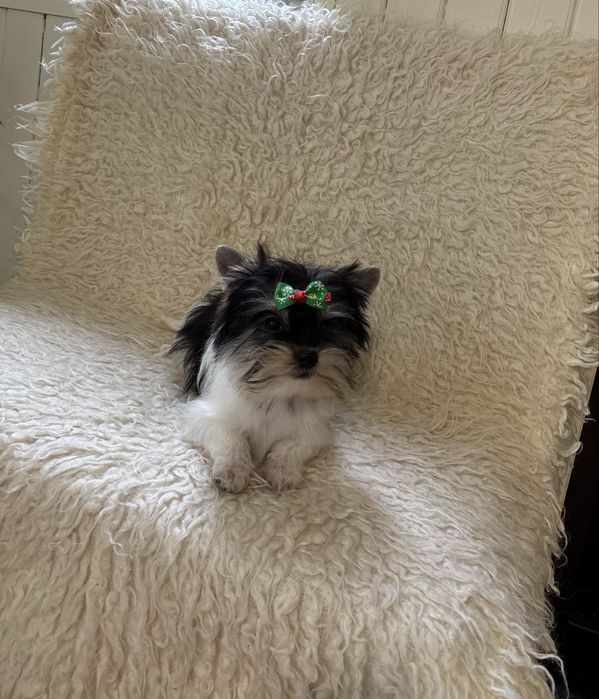 Piękna mini sunia biewer