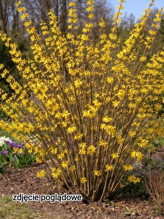 Oddam krzew forsycji