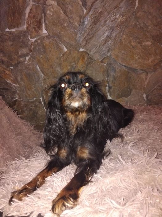 Cavalier King Charles spaniel, suczka