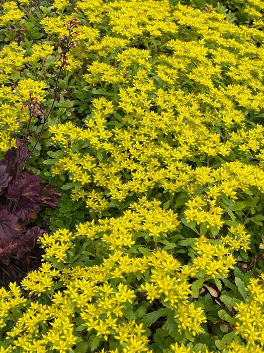 Очиток (Седум) камчатский, розсада.