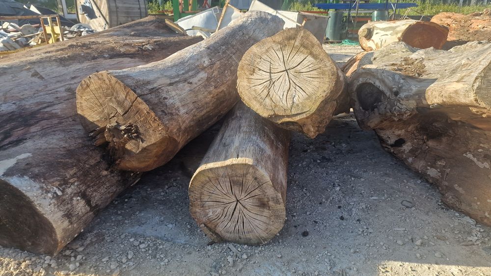 Lote de troncos paus para tampos de mesas rusticas carvalho cedro euca