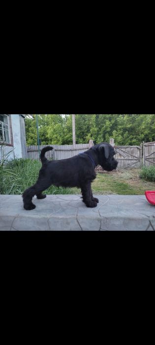 Цвергшнауцер цуценята чорного забарвлення