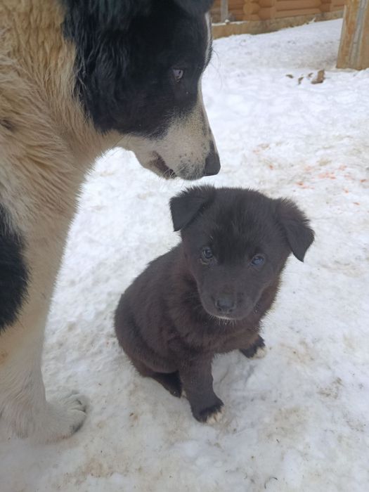 Цуценята в добрі руки