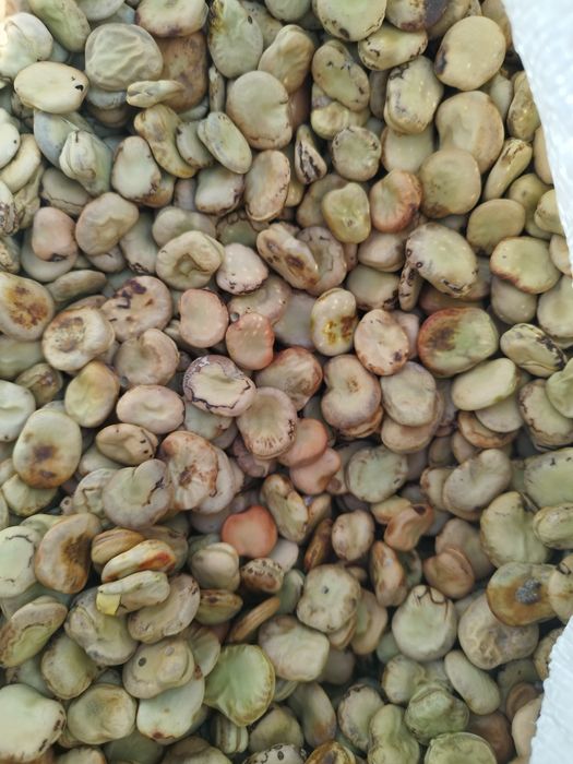 Bób odpady po sortexie