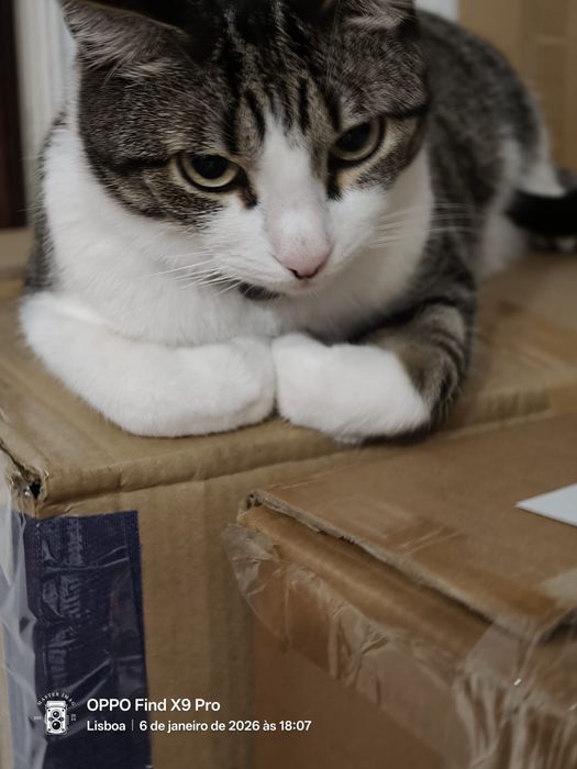 Móvel antigo para restauro