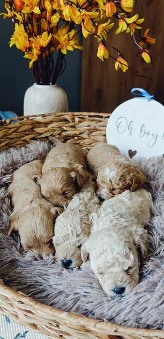 **Cockapoo** cudowny piesek!