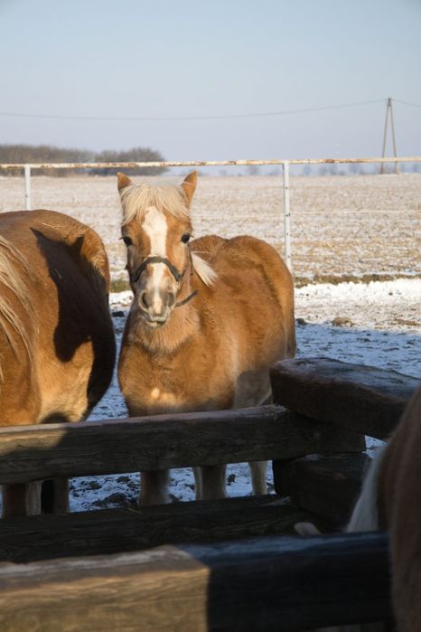 Klacz rasy haflinger