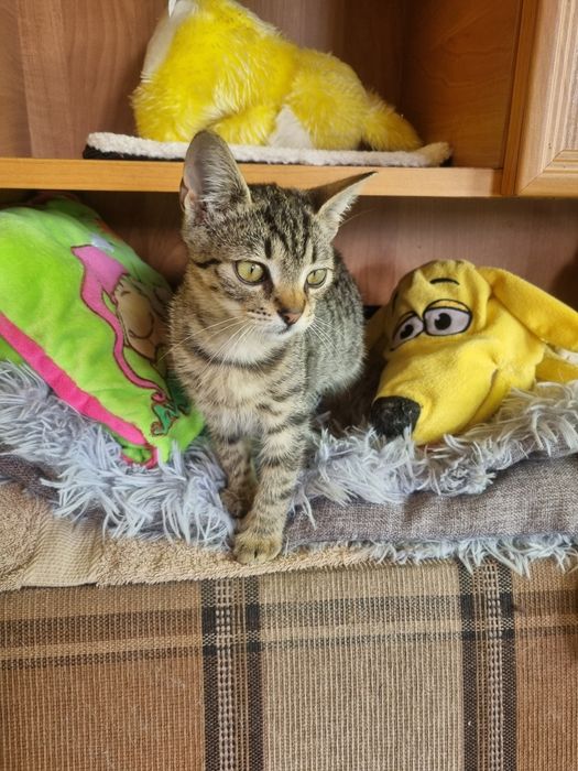 Malutki  kocurek Józio do adopcji