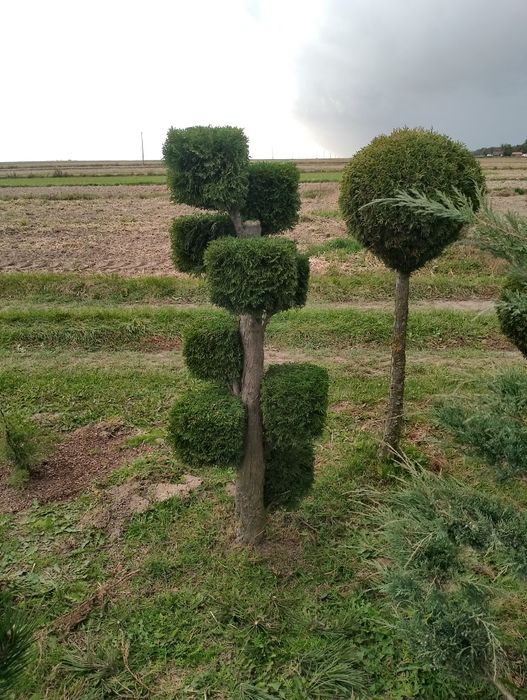 Tuja Szmaragd formowana