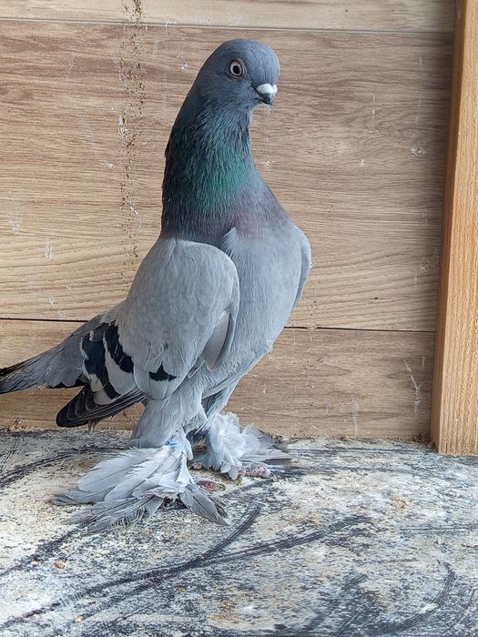 Berliński krutkodzioby pulsujący