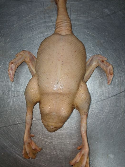 Kaczki gęsi brojlery tusze