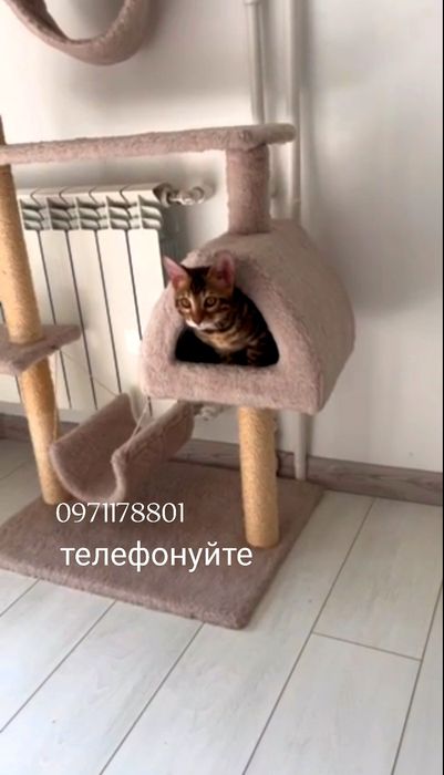 Бенгальські кошенята – справжні леопардові шедеври!
