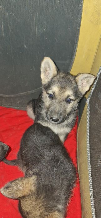 Продам щенков Восточно Европейской Овчарка