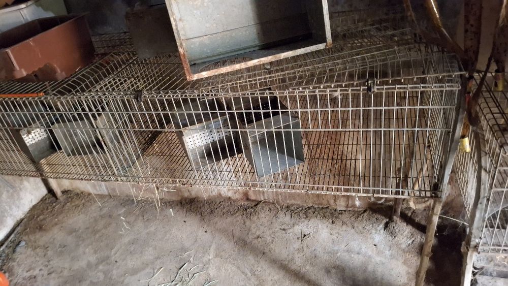 Coelheiras,  gaiolas coelhos