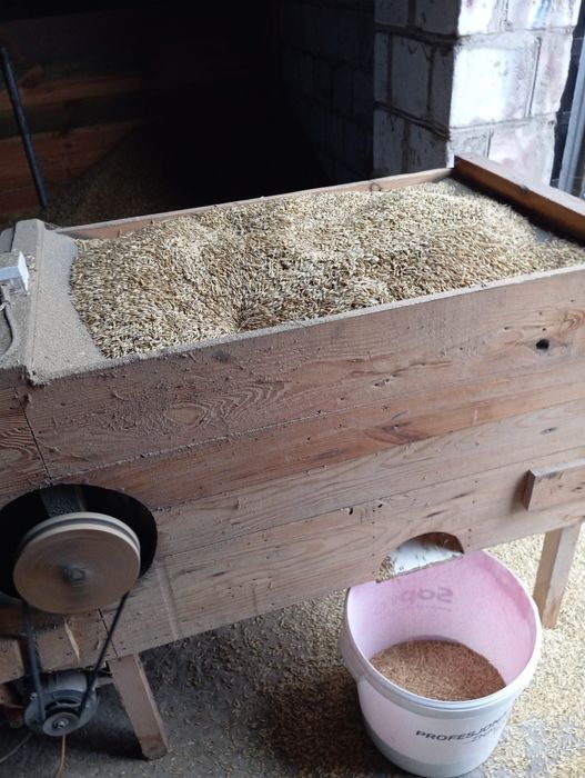 Dzień dobry sprzedam owies jary  Harnaś