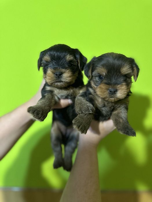 Йорк стандарт від елітних батьків