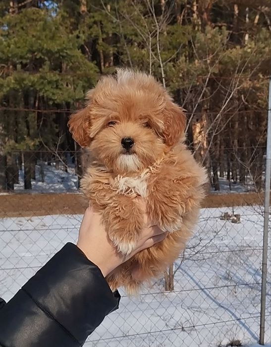 Мальтипу девочки и мальчики