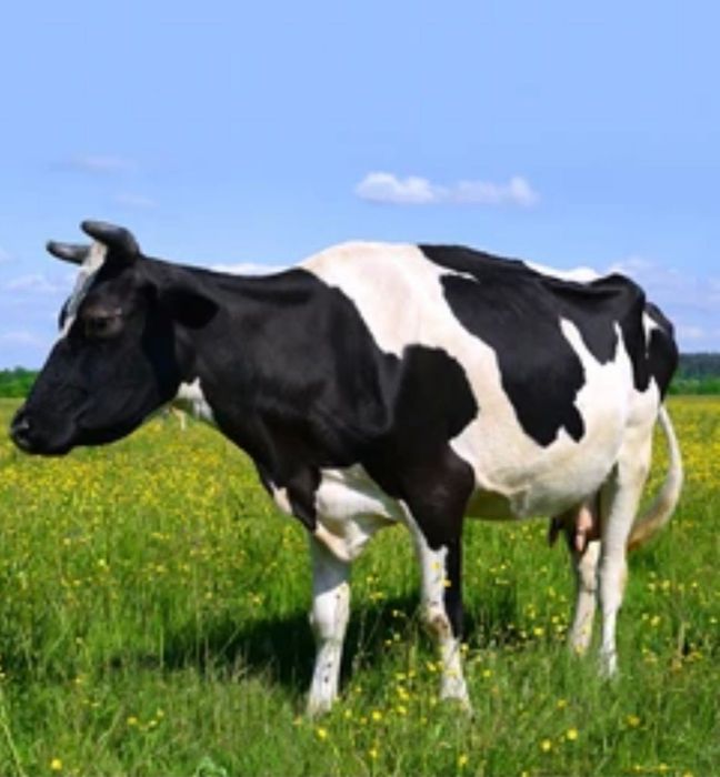 Продається корова