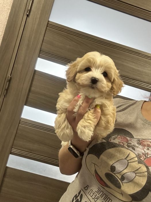 Красавчик мальтипу мальчишка