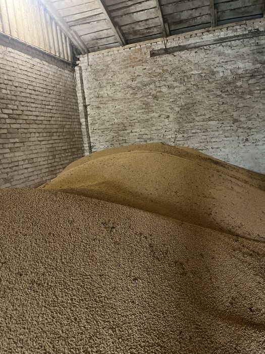 Продам ультраранню сою Ватсон