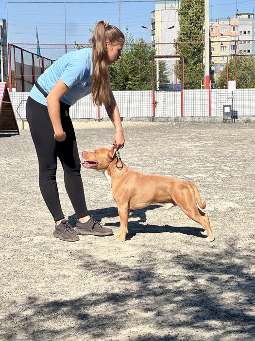 Вязка.Кривой рог.Питбуль.Есть ген.тесты.