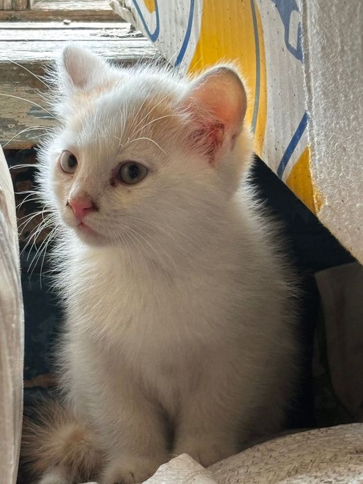 Маленькі кошенята