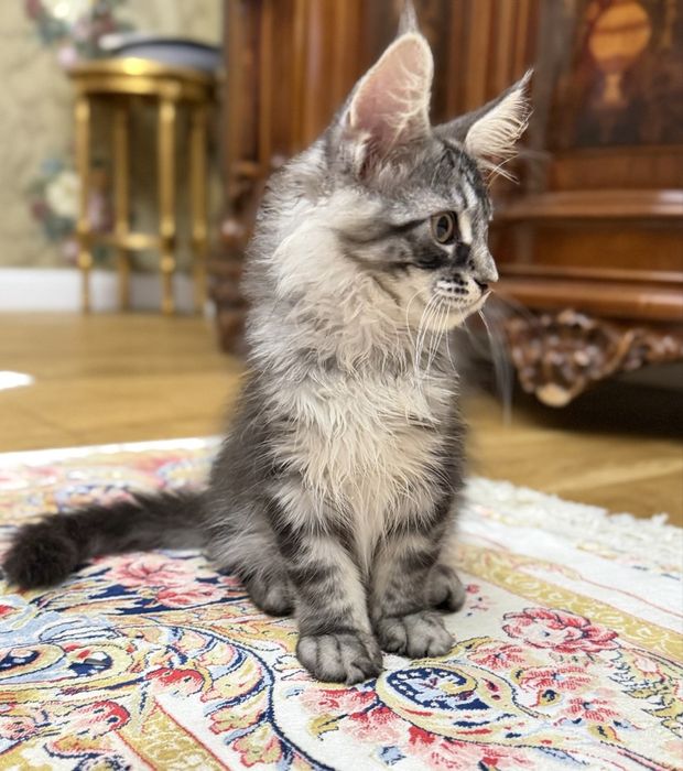 Мейн Кун- хлопчик  black silver tabby ns22