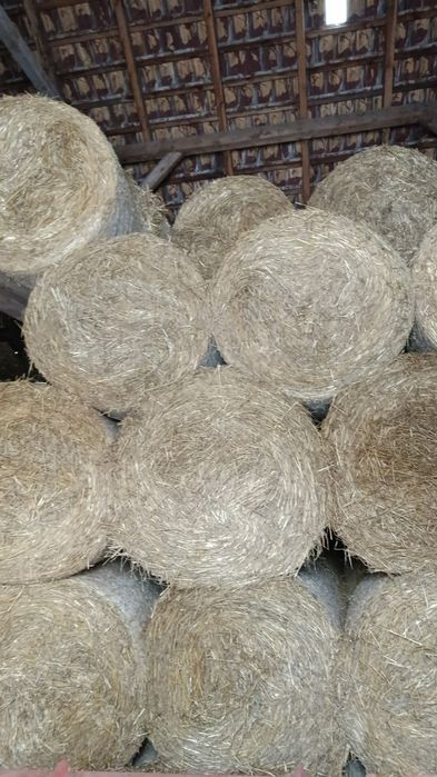 Słoma pszenna oraz z pszenżyta