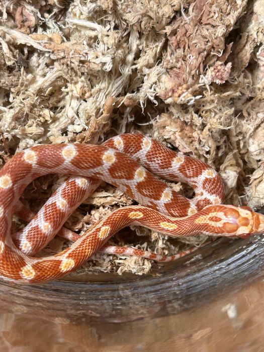 Wąż zbożowy Amel poss red factor