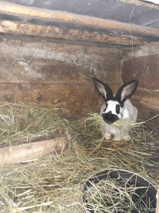 Молодняк строкачів.