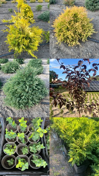 Туя західна Глобоза