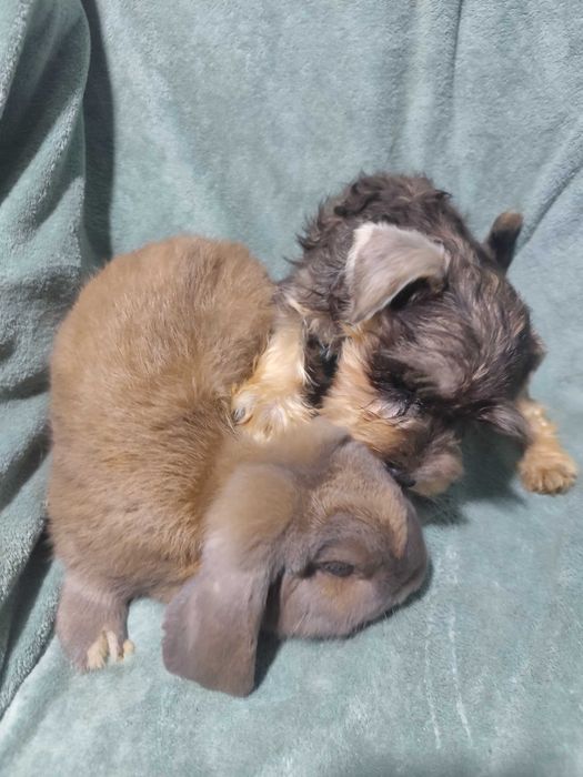 Щенки Цвергшнауцер , самая маленькая служебная собака