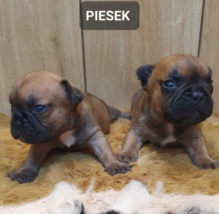 Buldog francuski -PIESEK