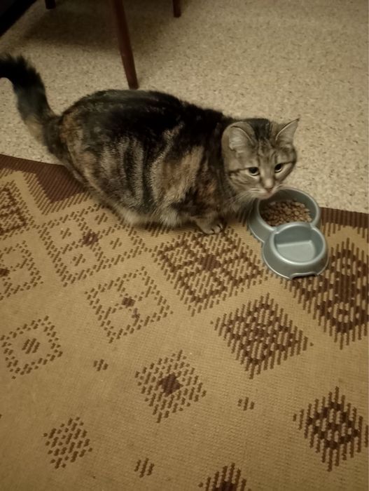 Отдам кошечку 1,5 года в хорошие руки